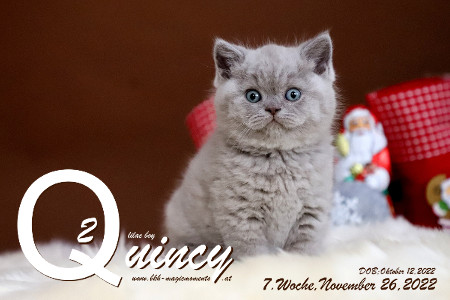 Quincy ist 7 Wochen alt ( 26.11.2022 )