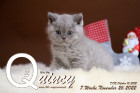 Quincy ist 7 Wochen alt ( 26.11.2022 )