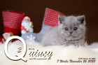 Quincy ist 7 Wochen alt ( 26.11.2022 )