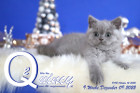 Quincy ist 9 Wochen alt ( 09.12.2022 )