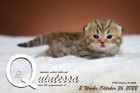 Quintessa ist 2 Wochen alt ( 26.10.2022 )