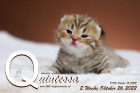 Quintessa ist 2 Wochen alt ( 26.10.2022 )