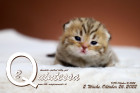 Quintessa ist 2 Wochen alt ( 26.10.2022 )