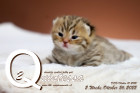 Quintessa ist 2 Wochen alt ( 26.10.2022 )