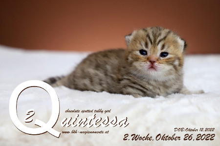 Quintessa ist 2 Wochen alt ( 26.10.2022 )