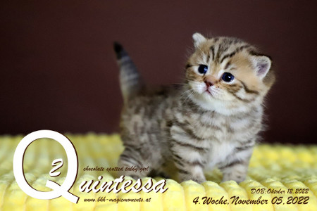 Quintessa ist 4 Wochen alt ( 05.11.2022 )