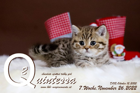 Quintessa ist 7 Wochen alt ( 26.11.2022 )