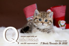 Quintessa ist 7 Wochen alt ( 26.11.2022 )