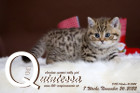 Quintessa ist 7 Wochen alt ( 26.11.2022 )