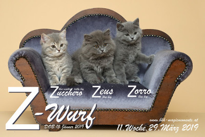 Unser Z-Wurf ist 11 Wochen alt ( 29.03.2019 )