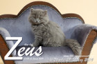 Zeus ist 11 Wochen alt ( 29.03.2019 )