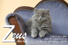 Zeus ist 11 Wochen alt ( 29.03.2019 )