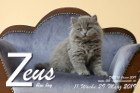 Zeus ist 11 Wochen alt ( 29.03.2019 ))