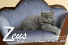 Zeus ist 11 Wochen alt ( 29.03.2019 )
