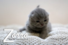 Zorro ist 10 Tage alt ( 26.01.2019 )
