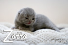 Zorro ist 10 Tage alt ( 26.01.2019 )