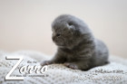 Zorro ist 10 Tage alt ( 26.01.2019 )