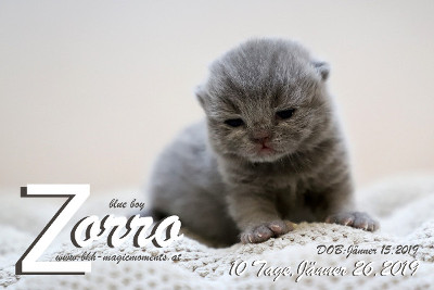 Zorro ist 10 Tage alt ( 26.01.2019 )