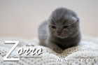 Zorro ist 10 Tage alt ( 26.01.2019 )