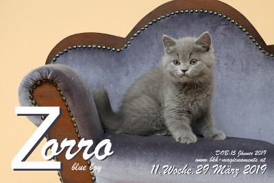 Zorro ist 11 Wochen alt ( 29.03.2019 )