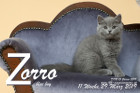 Zorro ist 11 Wochen alt ( 29.03.2019 )