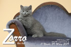 Zorro ist 11 Wochen alt ( 29.03.2019 )