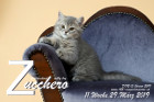 Zucchero ist 11 Wochen alt ( 29.03.2019 )