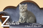 Zucchero ist 11 Wochen alt ( 29.03.2019 )