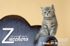 Zucchero ist 11 Wochen alt ( 29.03.2019 )