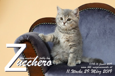 Zucchero ist 11 Wochen alt ( 29.03.2019 )