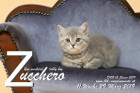 Zucchero ist 11 Wochen alt ( 29.03.2019 )